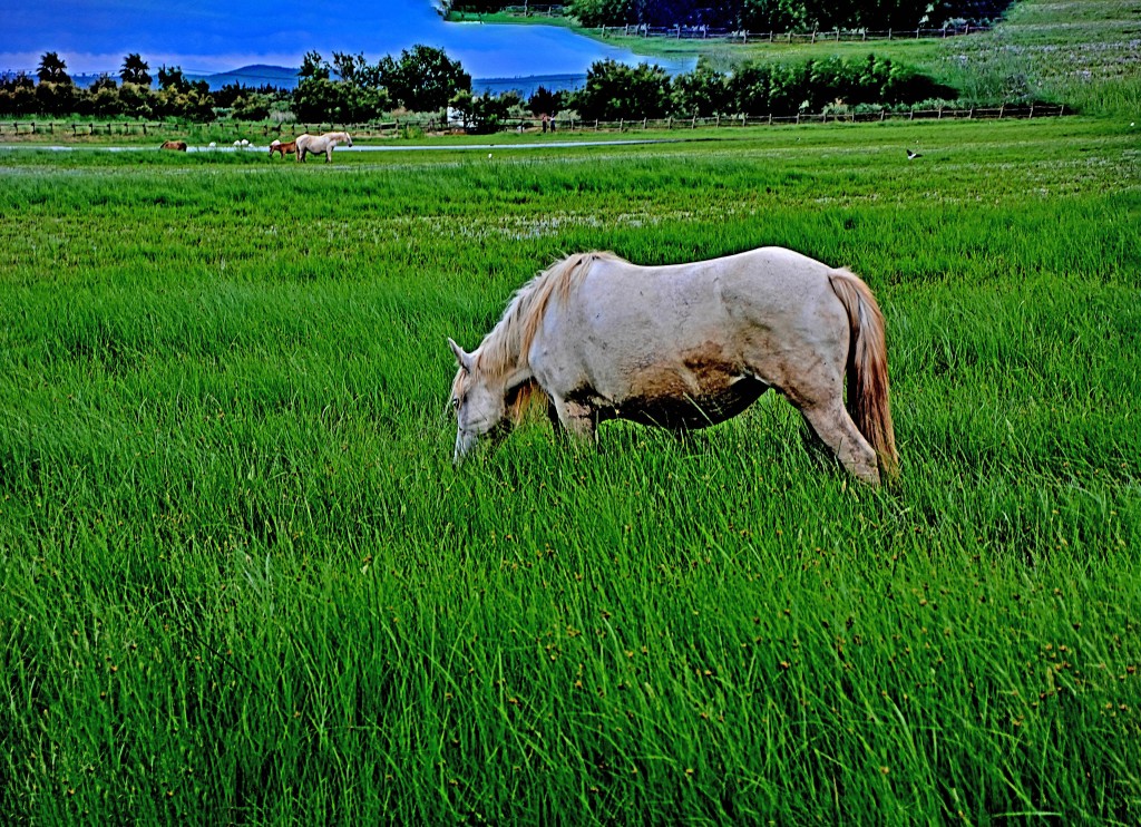 Aiguamolls de l’Empordà, Empordà (Alt Empordà, Girona)