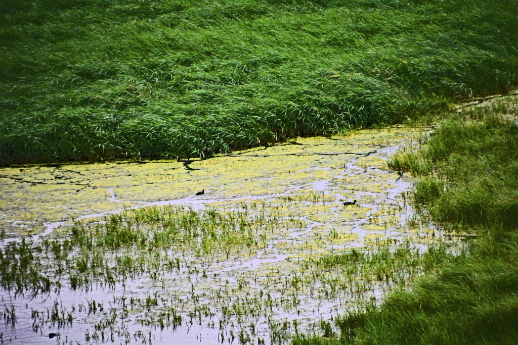 Aiguamolls de l’Empordà, Empordà (Alt Empordà, Girona)