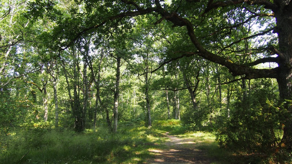 Bosque de Orgi, Ultzama (Navarra)