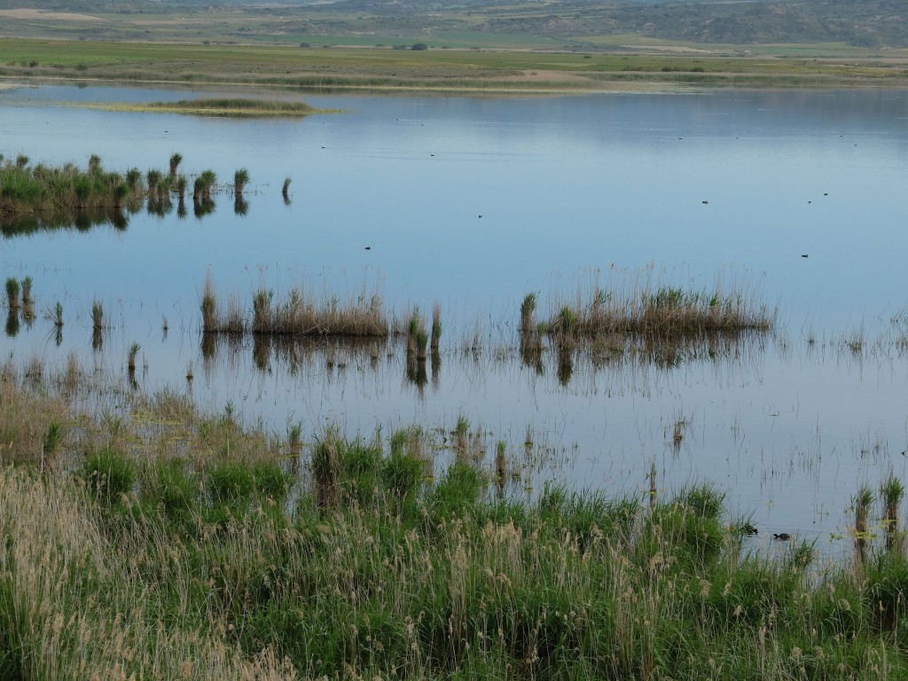 Laguna de Pitillas, Navarra — Reserva Natural y Humedal Ramsar