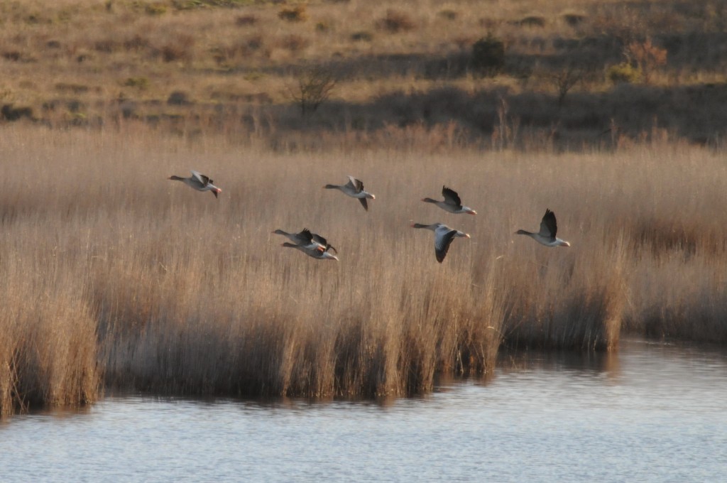 Laguna de Pitillas, Navarra — Reserva Natural y Humedal Ramsar