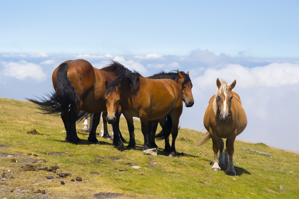 Monte Gorbea, País Vasco