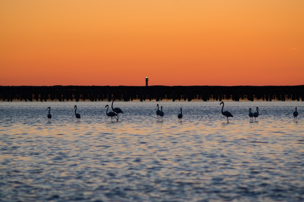 Naturaleza en el Delta de l’Ebre, Tarragona