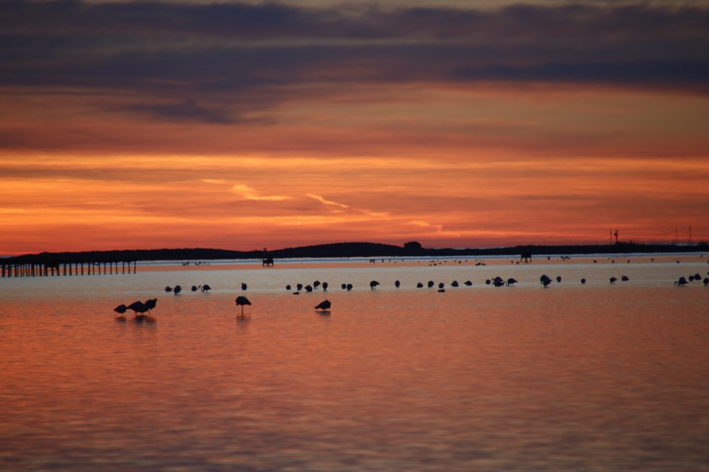 Naturaleza en el Delta de l’Ebre, Tarragona