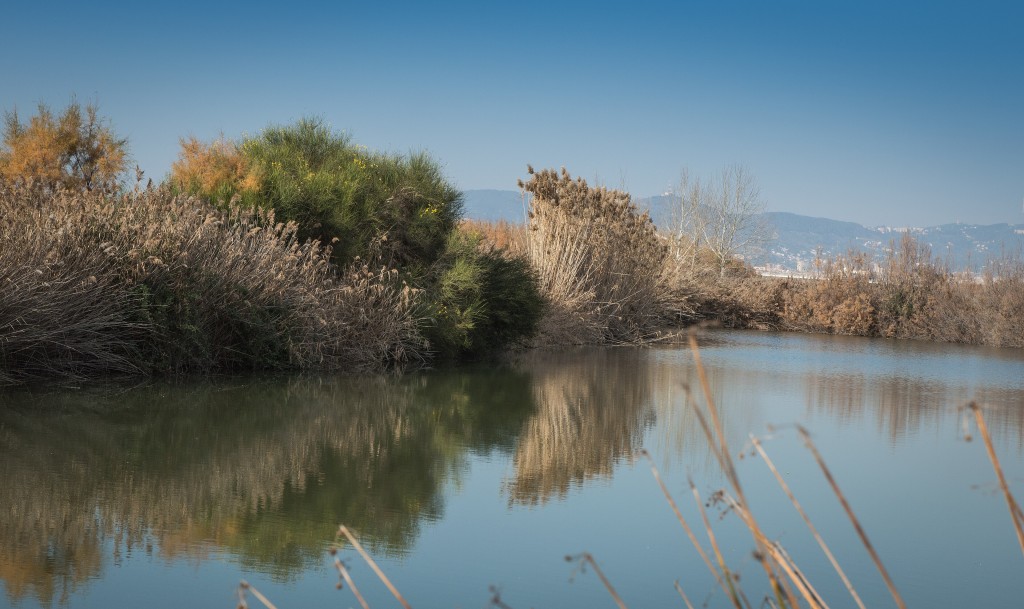 Observación de aves en el Delta del Llobregat, Barcelona
