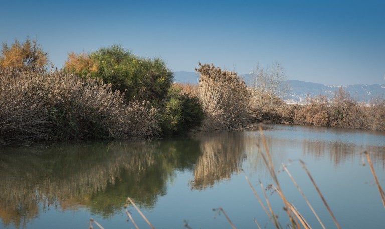 Observación de aves en el Delta del Llobregat, Barcelona