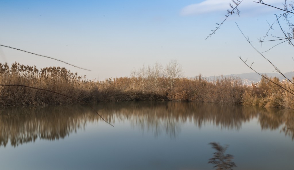 Observación de aves en el Delta del Llobregat, Barcelona