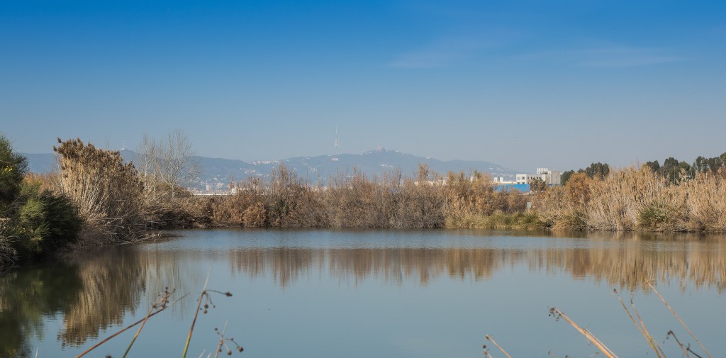 Observación de aves en el Delta del Llobregat, Barcelona