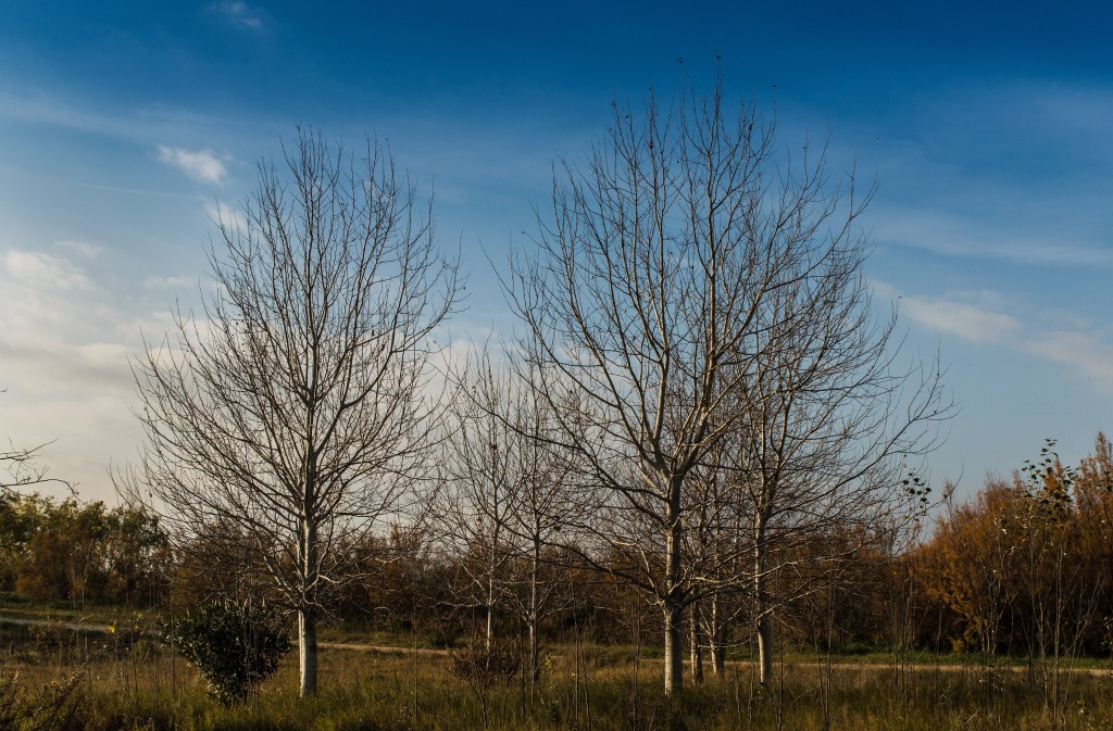 Observación de aves en el Delta del Llobregat, Barcelona