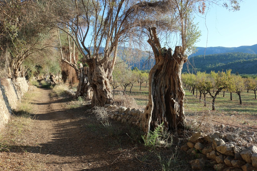 Paratge Natural de la Serra de Tramuntana, Mallorca