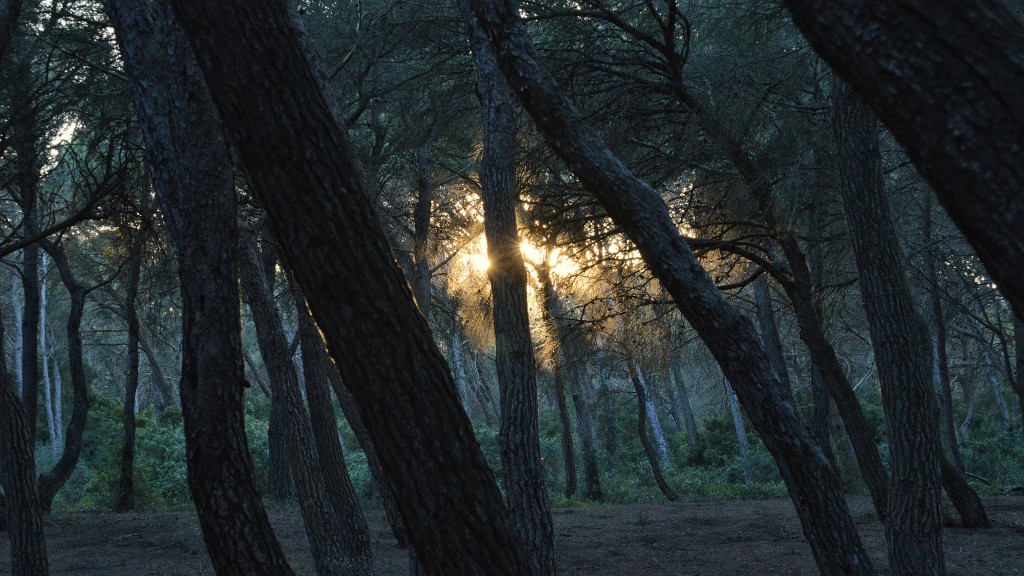 Parc Natural de s’Albufera de Mallorca, Mallorca