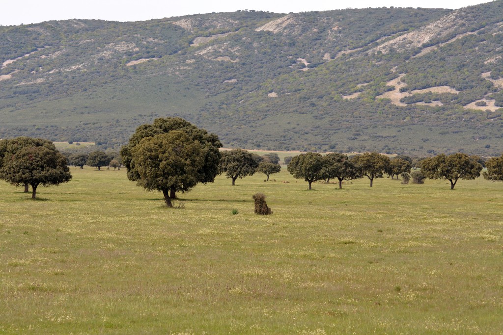 Parque Nacional de Cabañeros, Ciudad Real