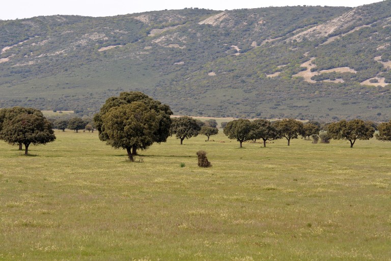 Parque Nacional de Cabañeros, Ciudad Real