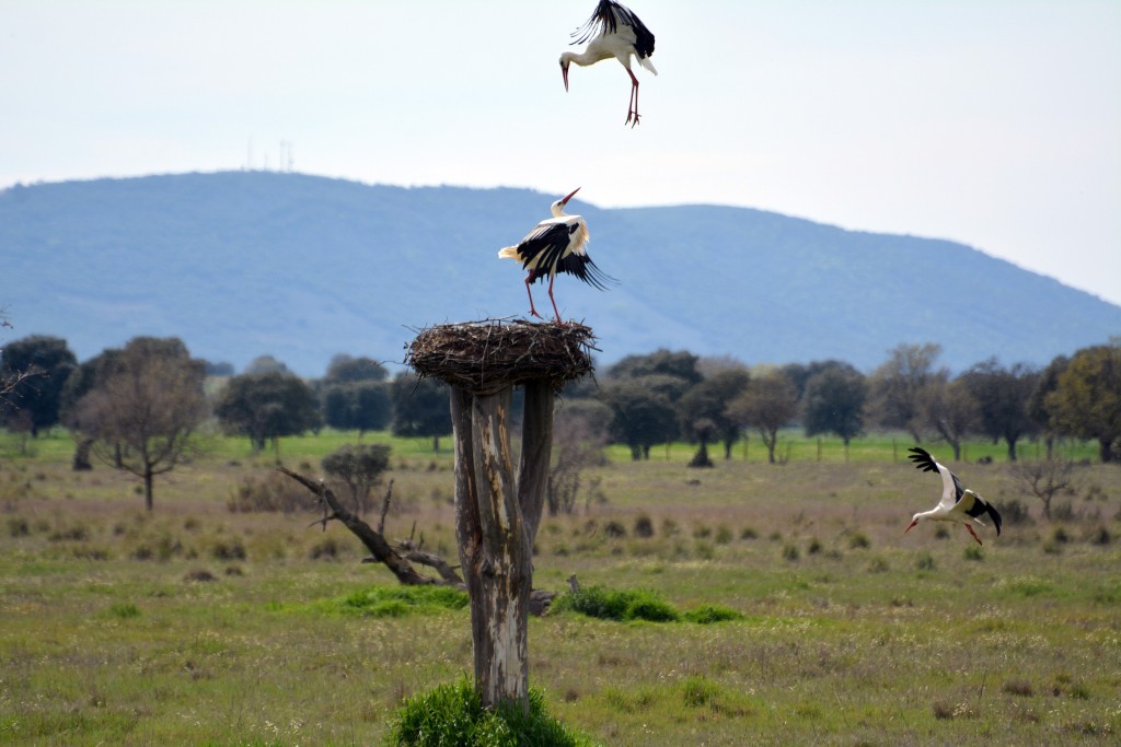 Parque Nacional de Cabañeros, Ciudad Real