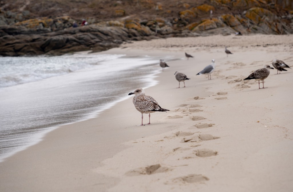 Parque Nacional Marítimo-Terrestre de las Islas Atlánticas de Galicia