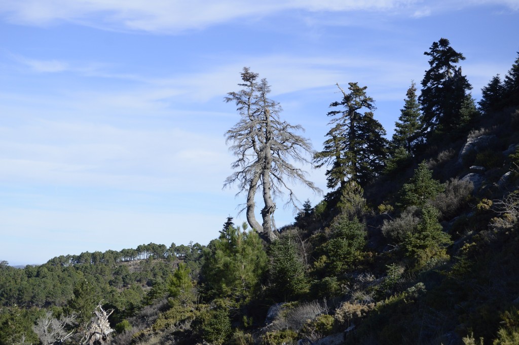 Parque Nacional Sierra de las Nieves, Málaga