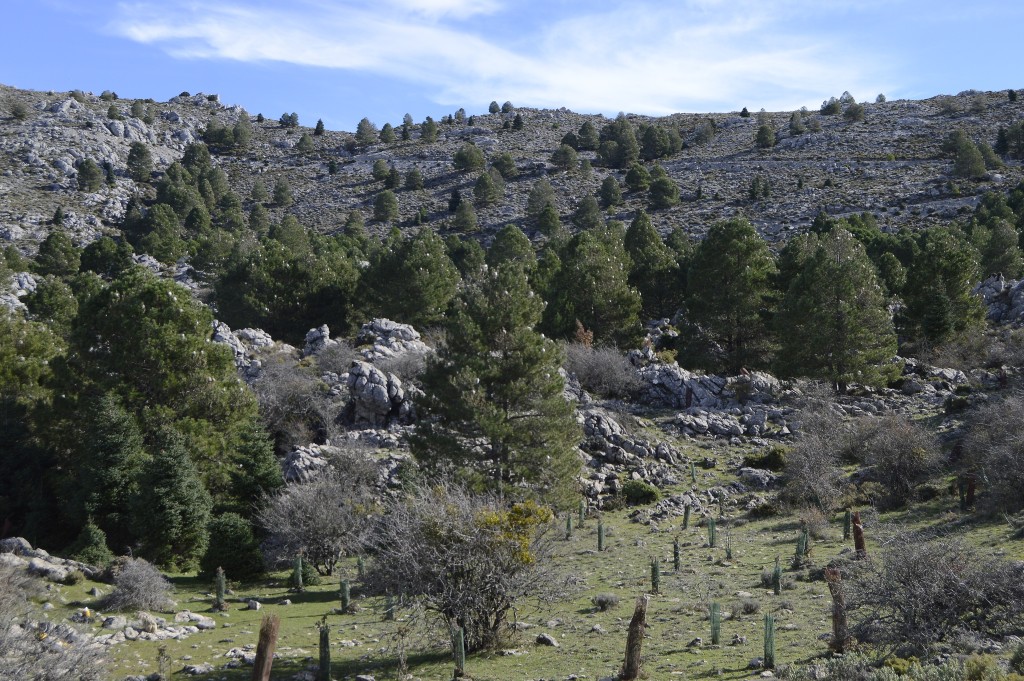 Parque Nacional Sierra de las Nieves, Málaga