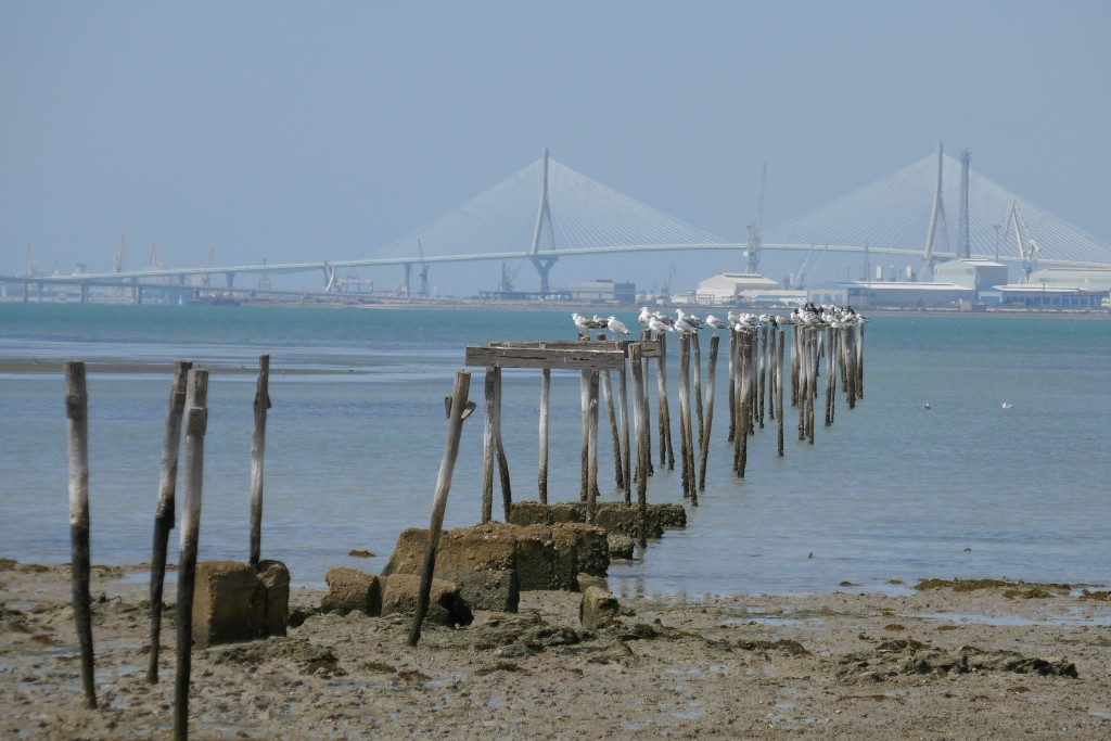 Parque Natural Bahía de Cádiz, Cádiz