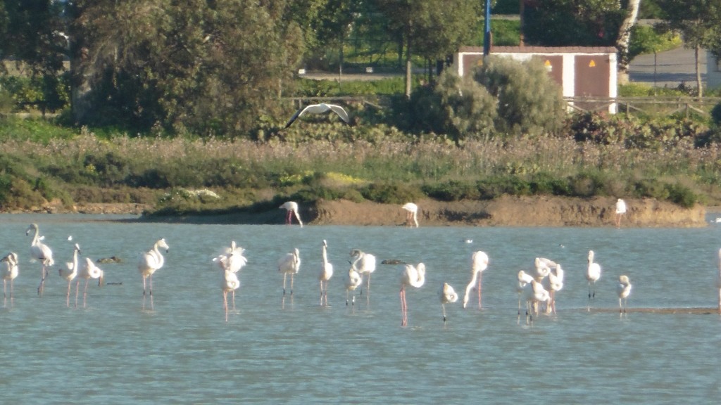 Parque Natural Bahía de Cádiz, Cádiz