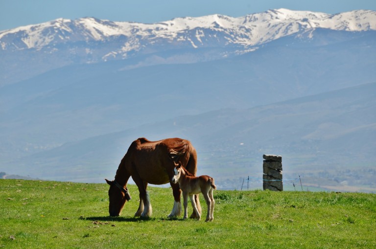 Parque Natural Cadí-Moixeró, Prepirineo catalán
