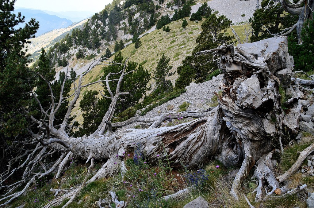 Parque Natural Cadí-Moixeró, Prepirineo catalán