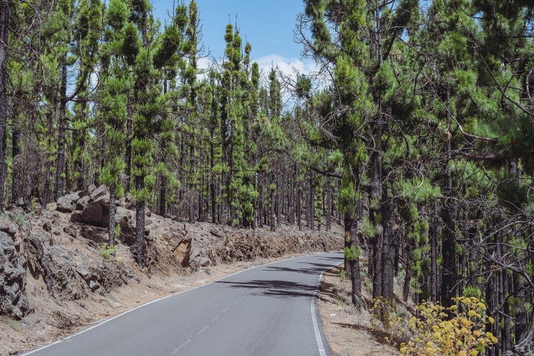 Parque Natural de Corona Forestal, Tenerife