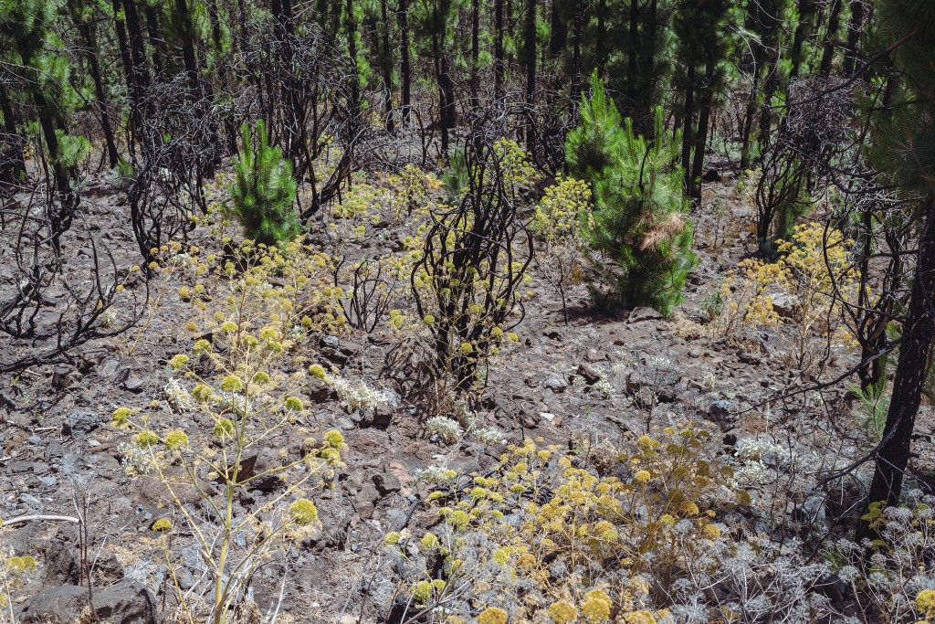 Parque Natural de Corona Forestal, Tenerife