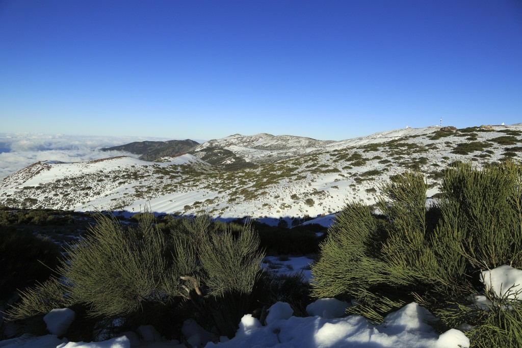 Parque Natural de Corona Forestal, Tenerife