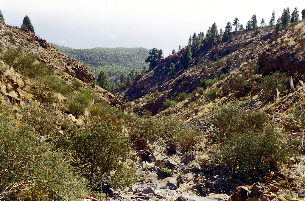 Parque Natural de Corona Forestal, Tenerife