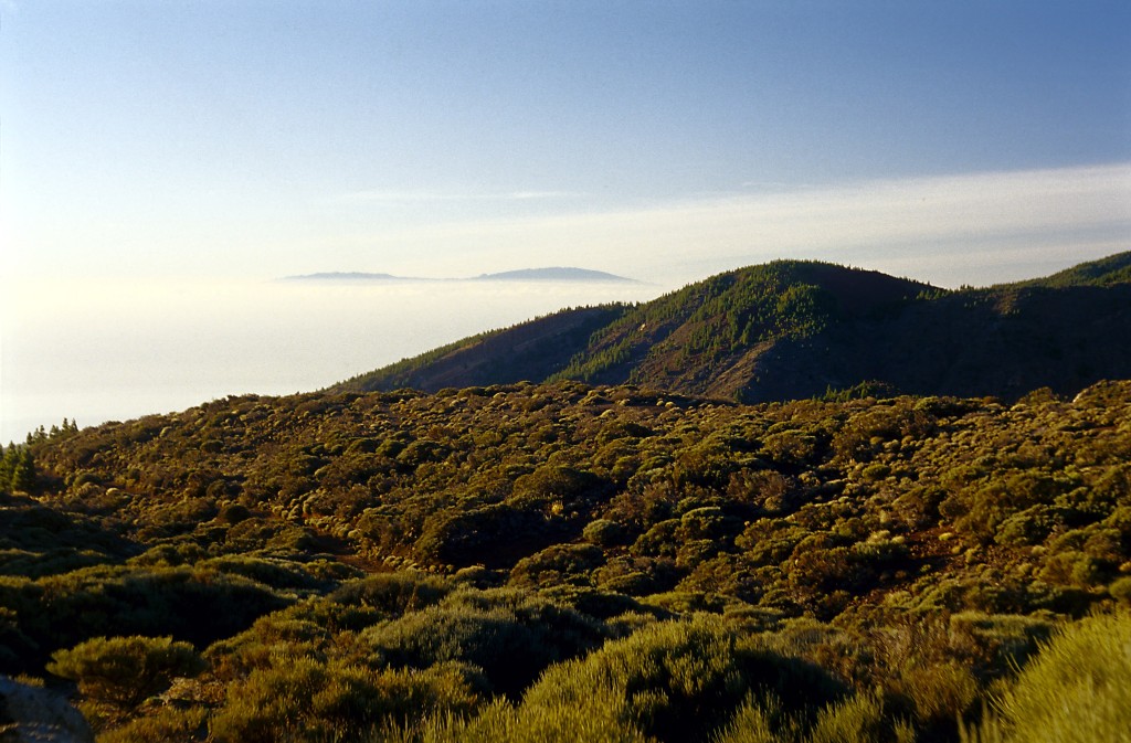Parque Natural de Corona Forestal, Tenerife