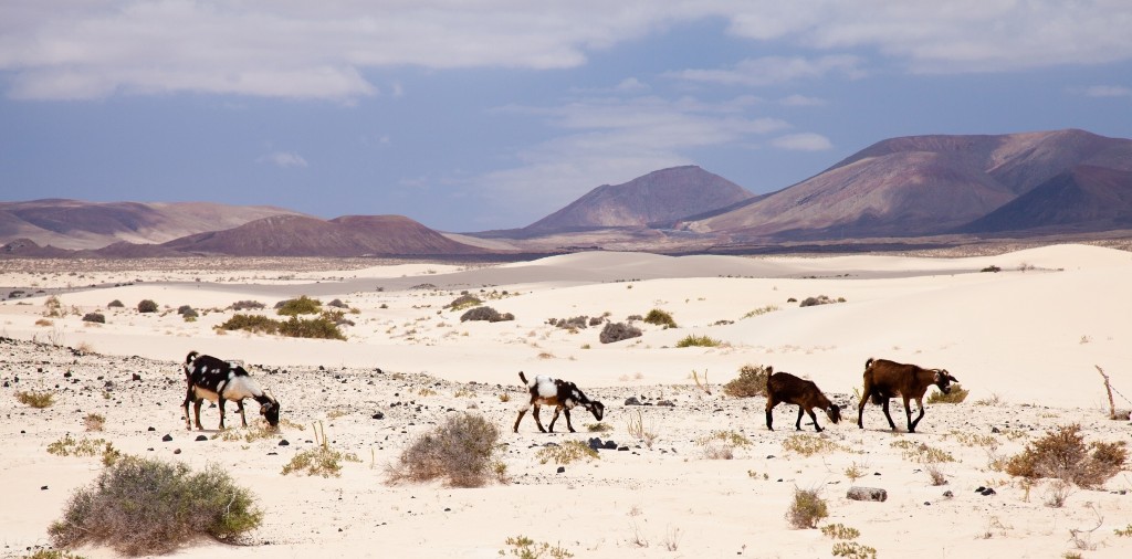 Parque Natural de Corralejo, Fuerteventura