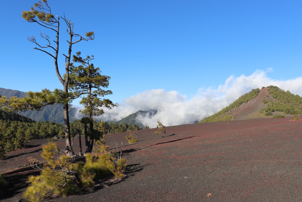 Parque Natural de Cumbre Vieja, La Palma