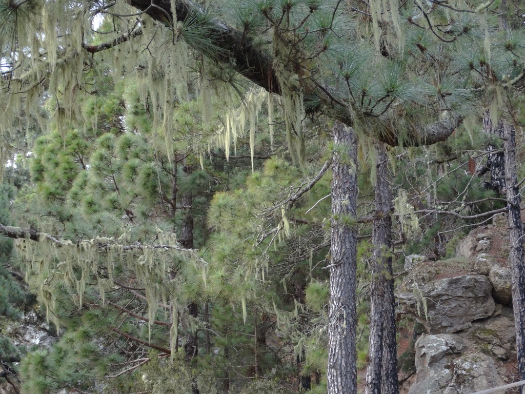 Parque Natural de Cumbre Vieja, La Palma