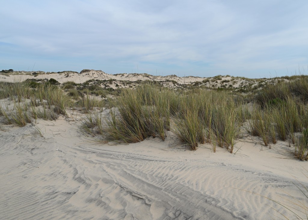 Parque Natural de Doñana, Huelva, Sevilla y Cádiz