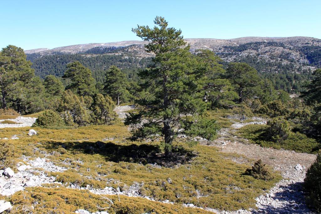 Parque Natural de la Puebla de San Miguel, Valencia