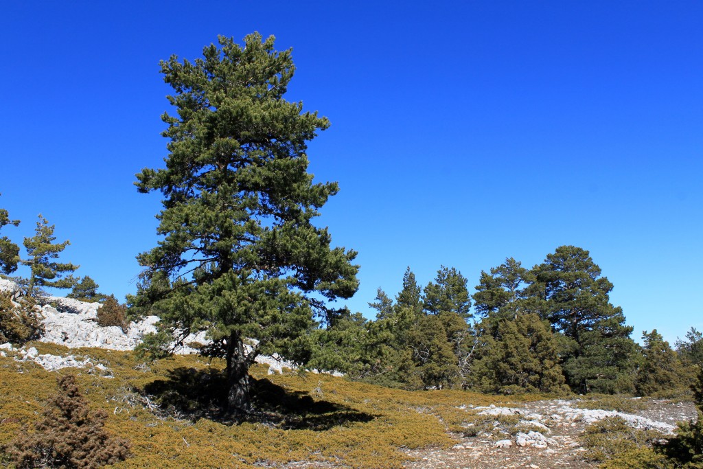 Parque Natural de la Puebla de San Miguel, Valencia