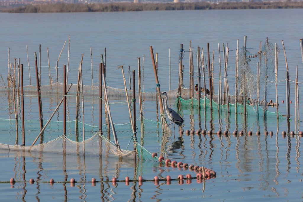 Parque Natural de L’Albufera, Valencia