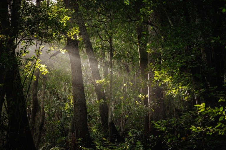 Parque Natural de Las Nieves, La Palma