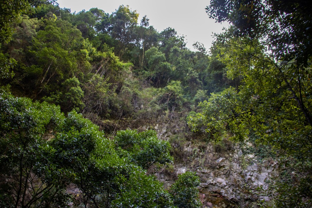 Parque Natural de Las Nieves, La Palma