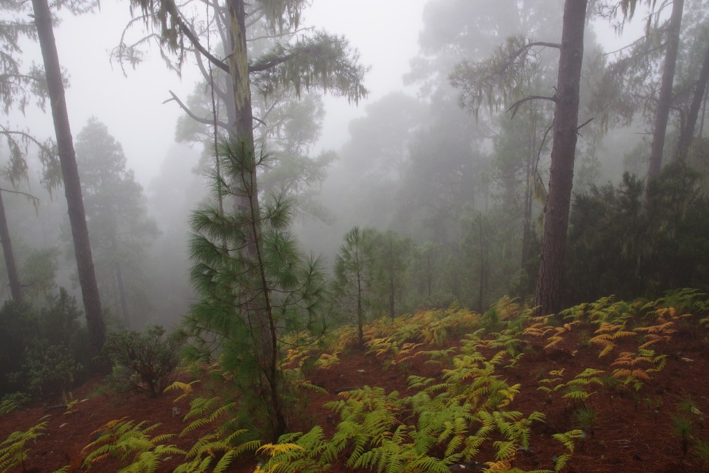 Parque Natural de Tamadaba, Gran Canaria
