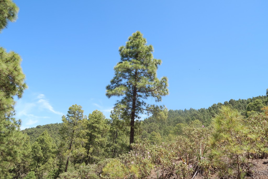 Parque Natural de Tamadaba, Gran Canaria