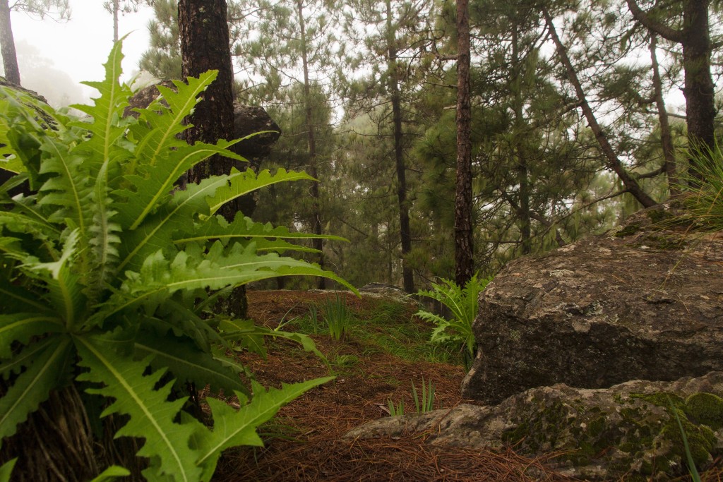 Parque Natural de Tamadaba, Gran Canaria