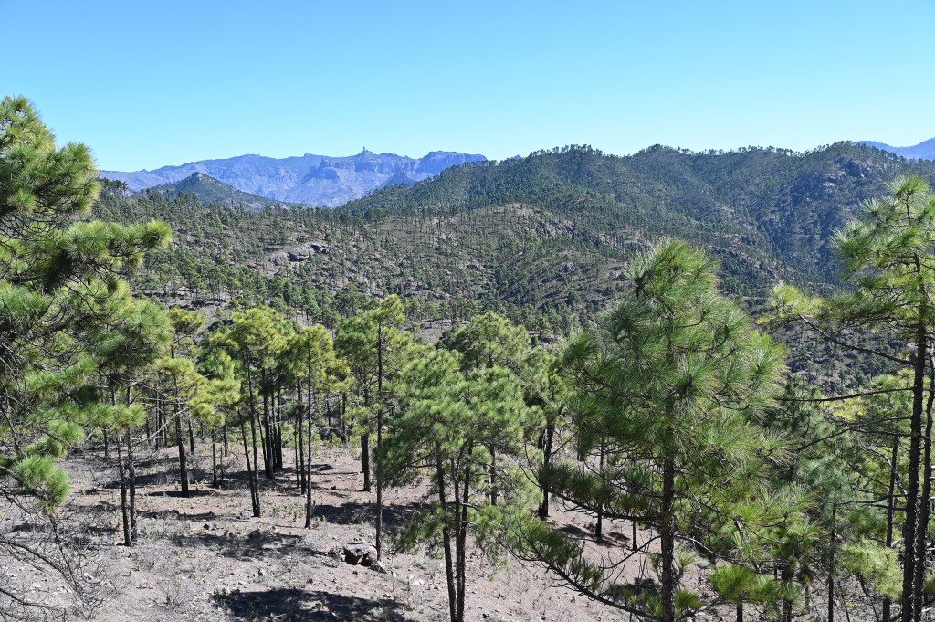Parque Natural de Tamadaba, Gran Canaria