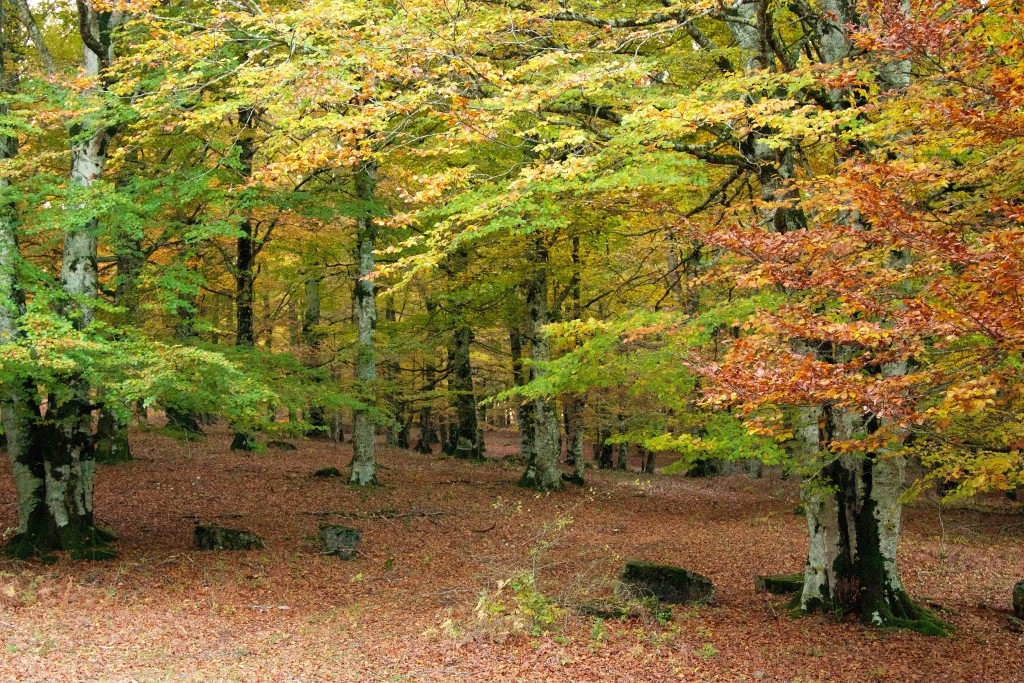 Parque Natural de Urbasa y Andía, Navarra