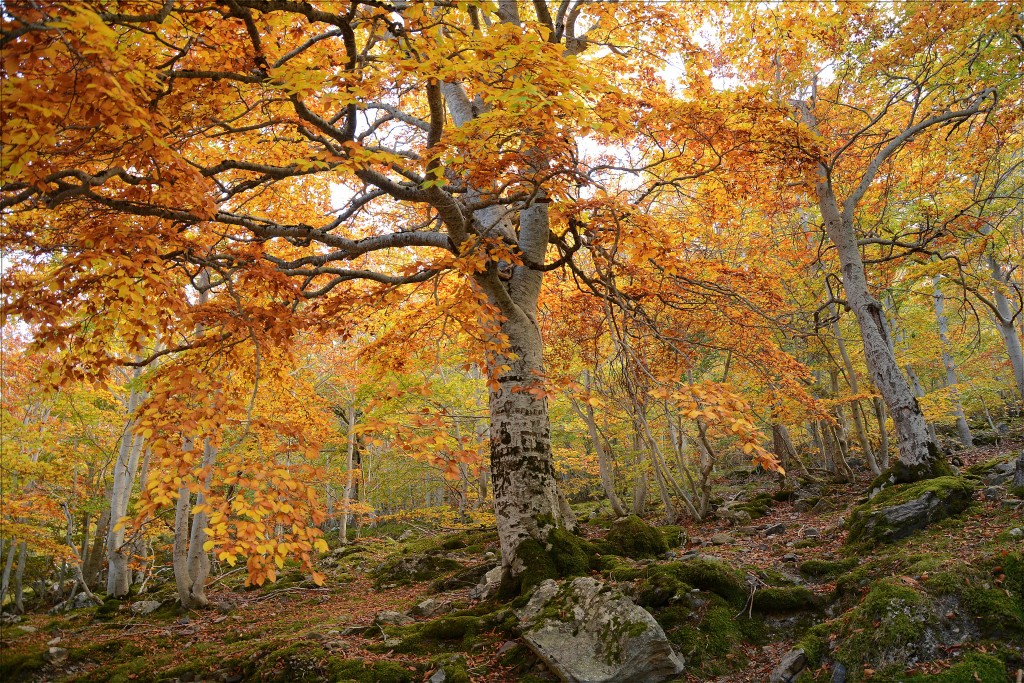 Parque Natural del Moncayo, Zaragoza