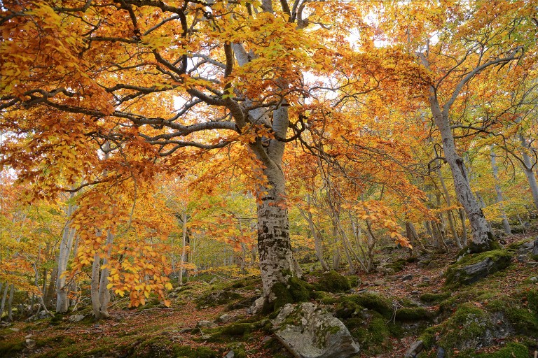 Parque Natural del Moncayo, Zaragoza