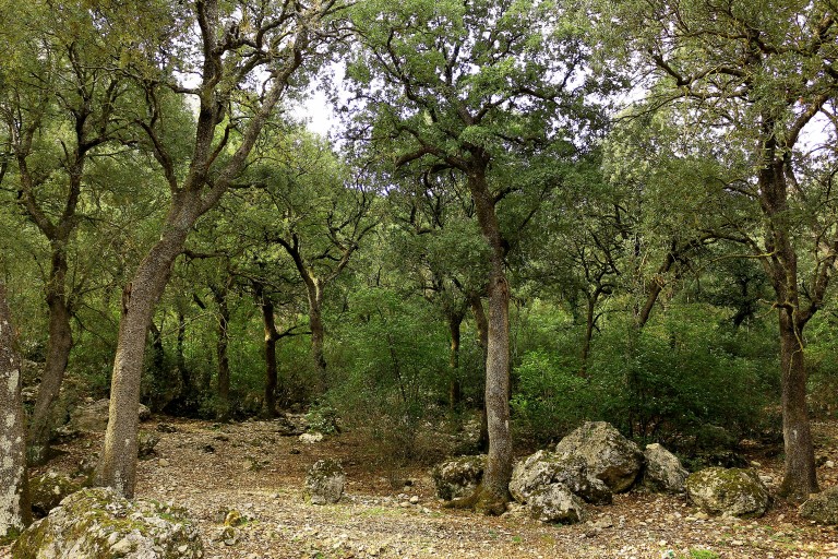 Parque Natural Font Roja, Alcoi (Alicante)