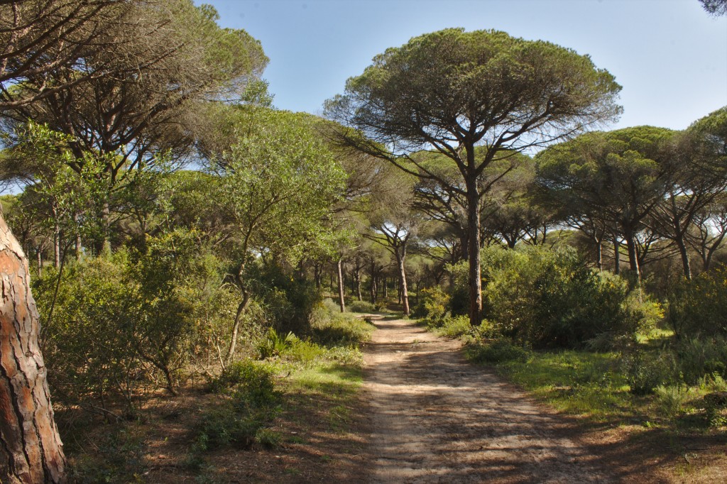 Parque Natural La Breña y Marismas del Barbate, Cádiz