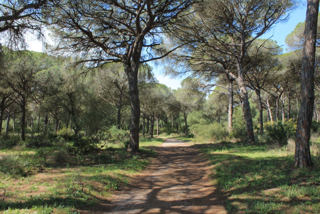 Parque Natural La Breña y Marismas del Barbate, Cádiz