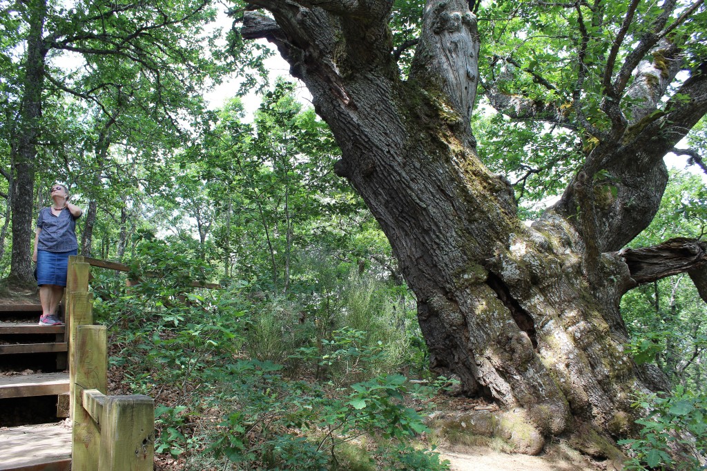 Parque Natural Montaña Palentina, Palencia